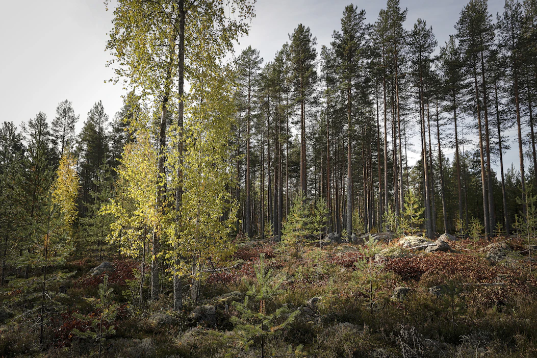 Ennallistamisasetus tavoittelee esimerkiksi metsäekosysteemien luonnon monimuotoisuuden lisäämistä.