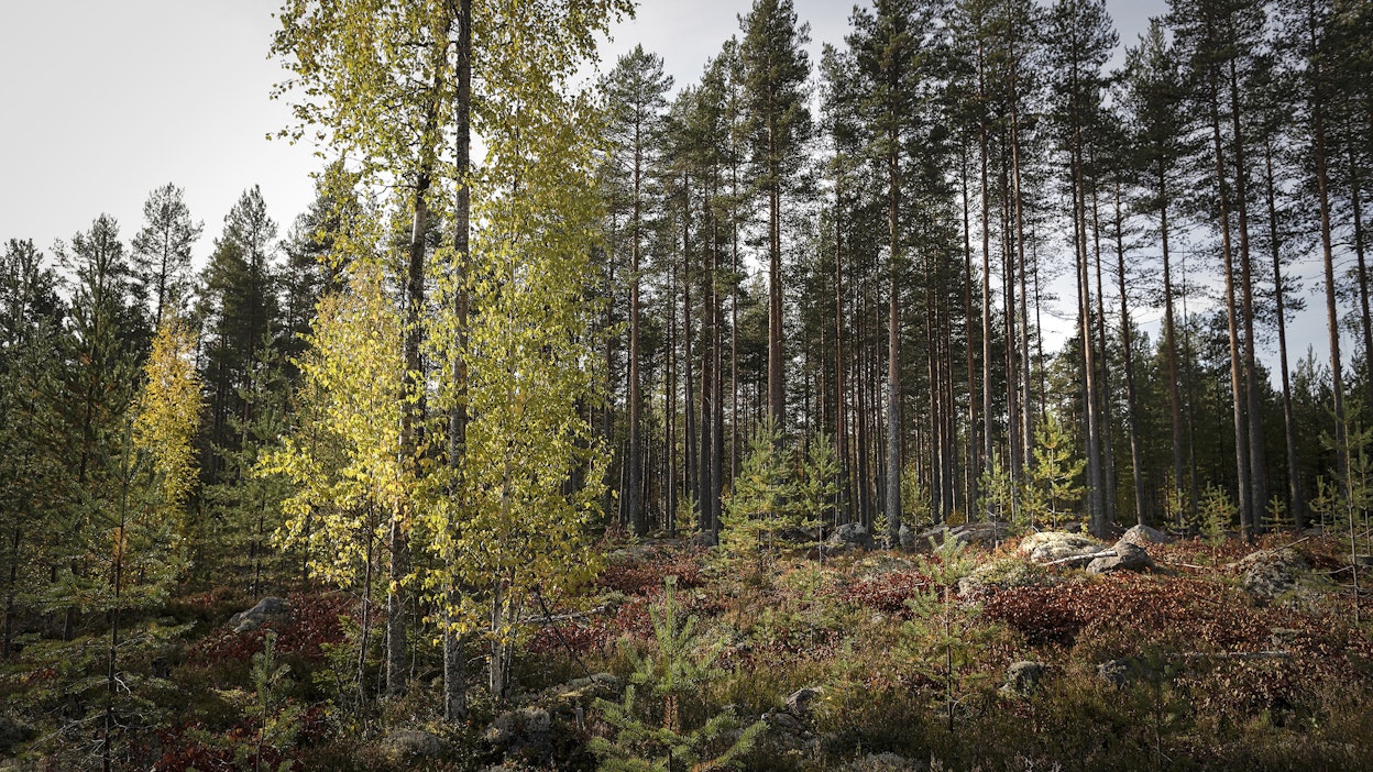 Ennallistamisasetus tavoittelee esimerkiksi metsäekosysteemien luonnon monimuotoisuuden lisäämistä.