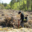 Nuoria voi työllistää metsään esimerkiksi istutus-, taimikonhoito- ja raivaustöihin.