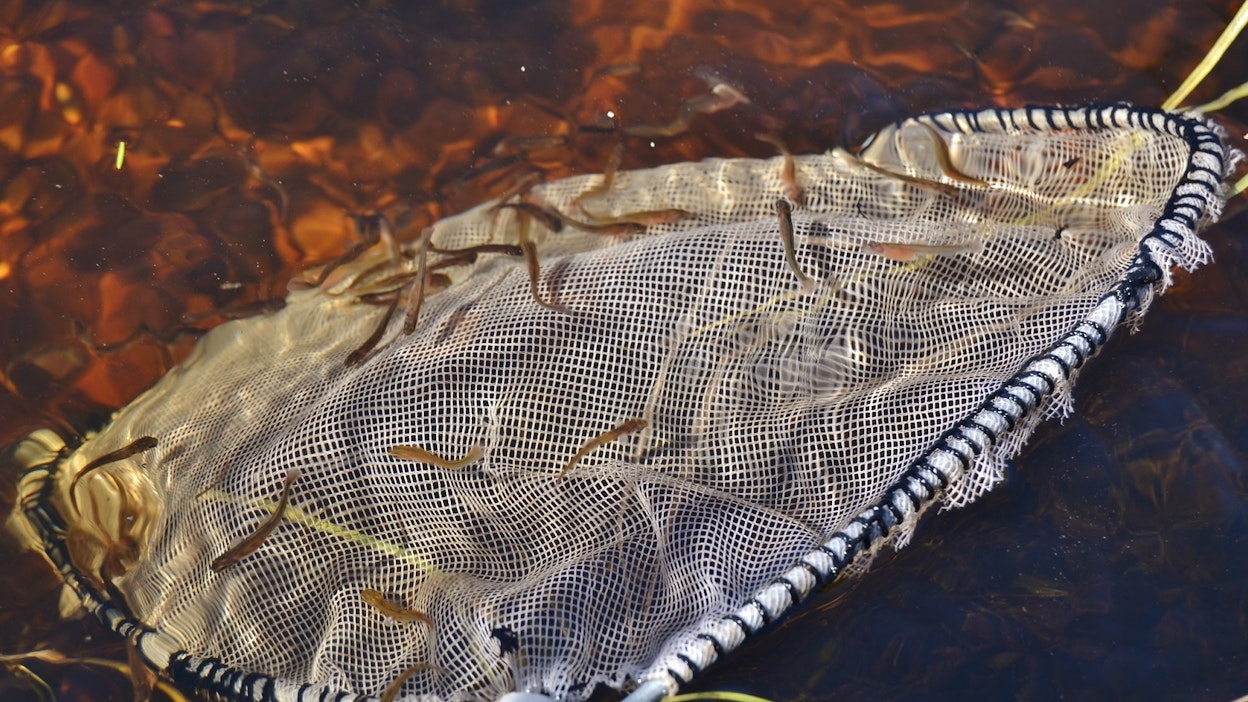 Meritaimenen vastakuoriutuneita poikasia.
