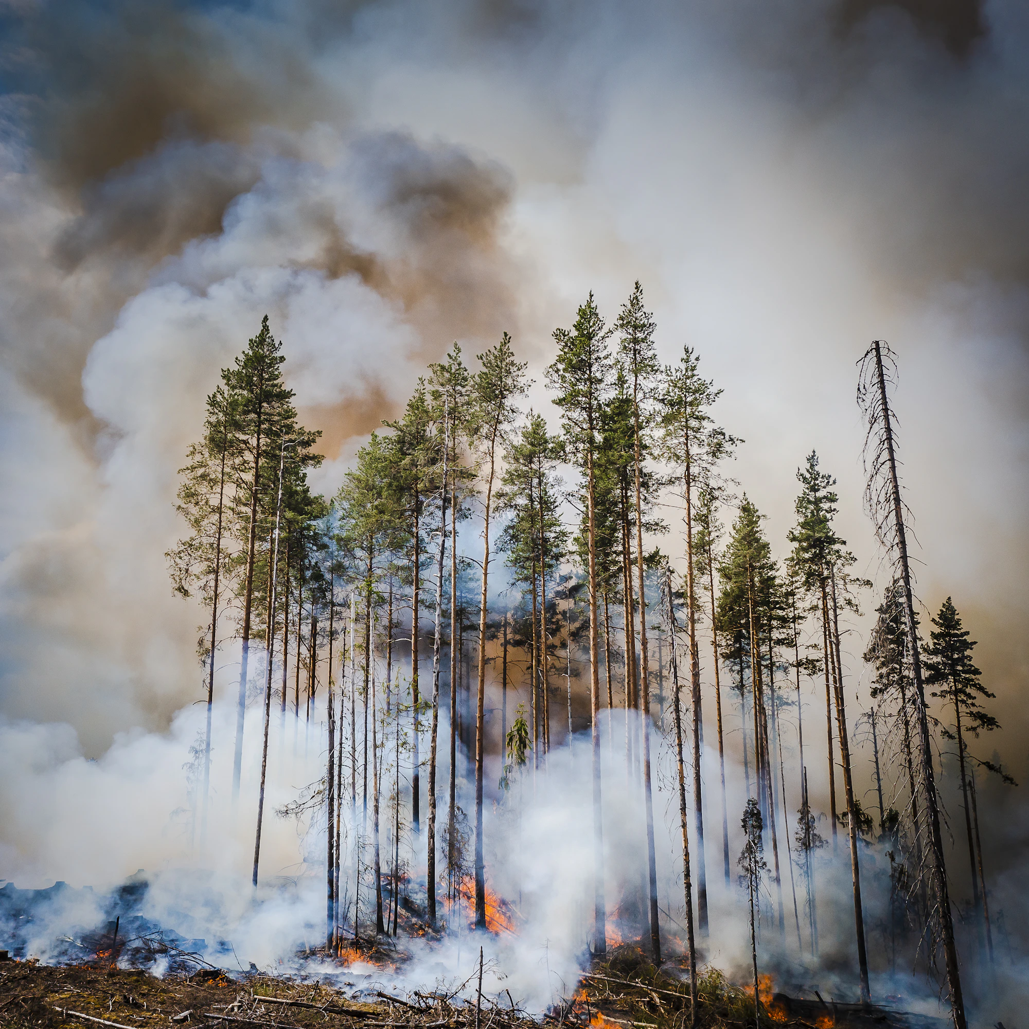 Rauhallisen unelias hakkuu-aukko ja säästöpuuryhmä ovat hetkessä kiihkeän tuli-infernon syleilyssä.