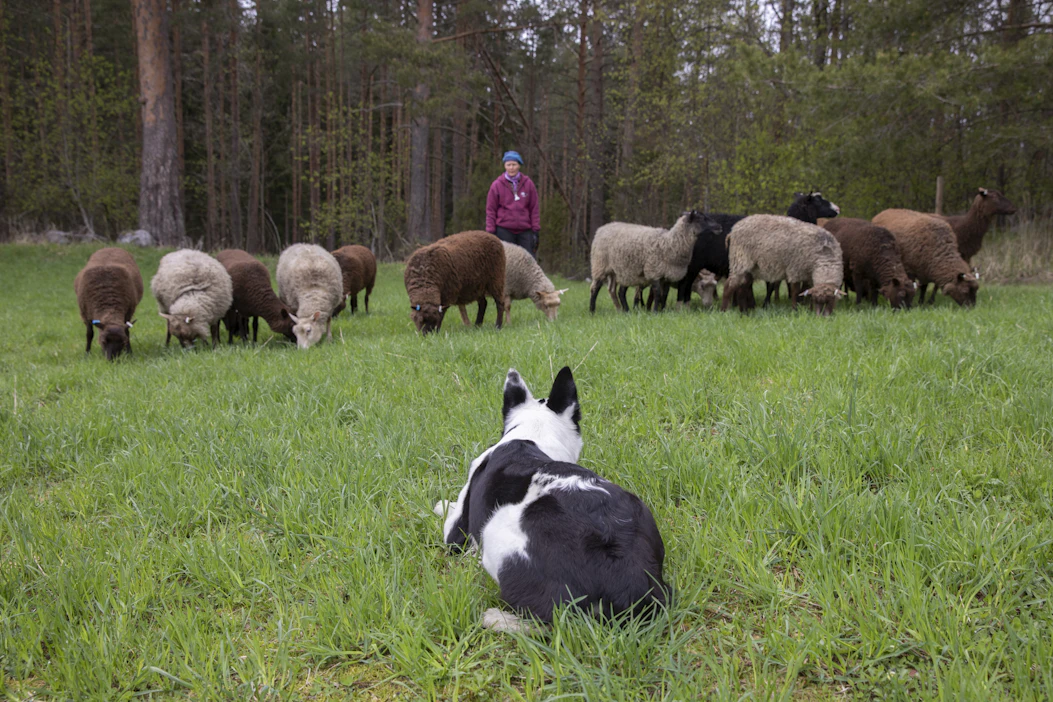 Rantasalmelainen lampuri Ann-Mari Lintunen tuo Farmariin sekä paimennettavia lampaita että paimenkoiria.