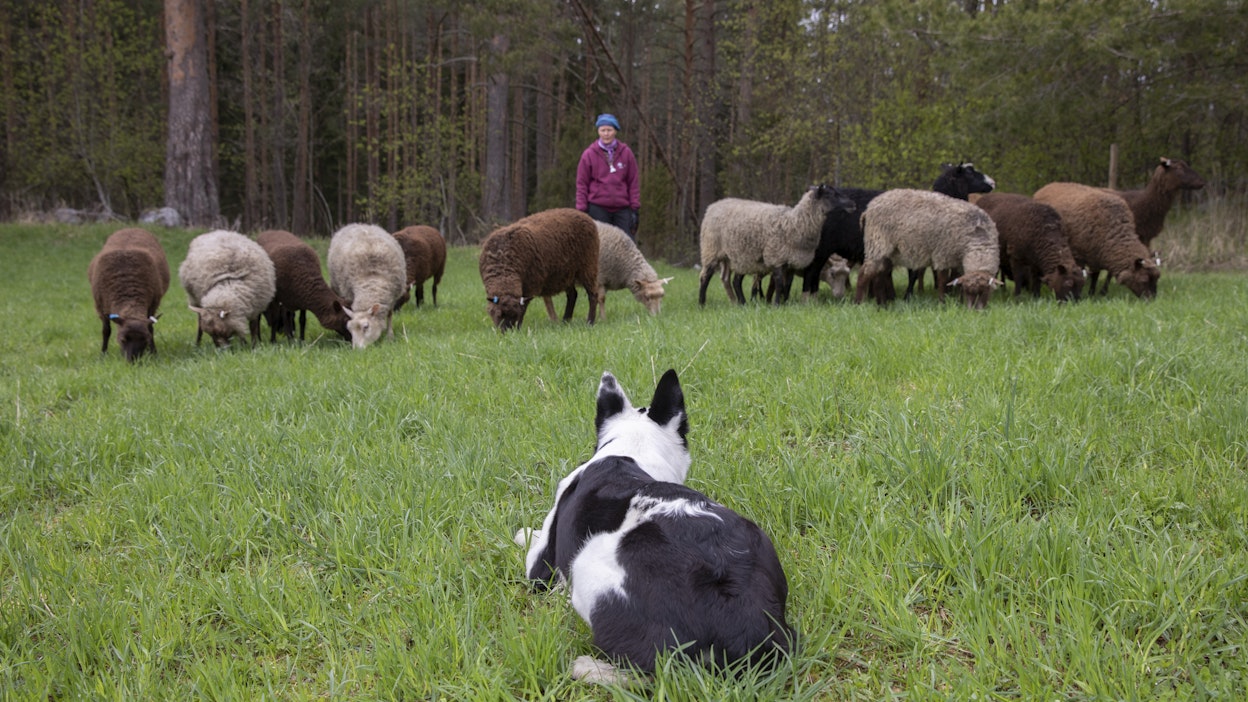 Rantasalmelainen lampuri Ann-Mari Lintunen tuo Farmariin sekä paimennettavia lampaita että paimenkoiria. 