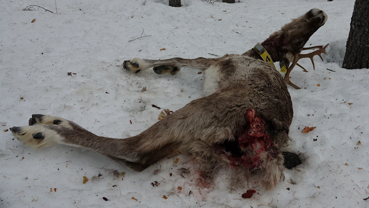Ilves tappaa puremalla kurkkuun ja aloittaa syömisen peräpäästä.