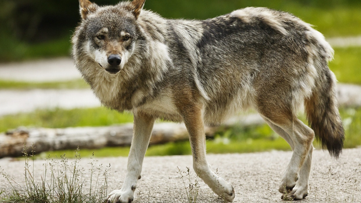 Poliisin mukaan susi oli ilmeisen ihmistä pelkäämätön.
