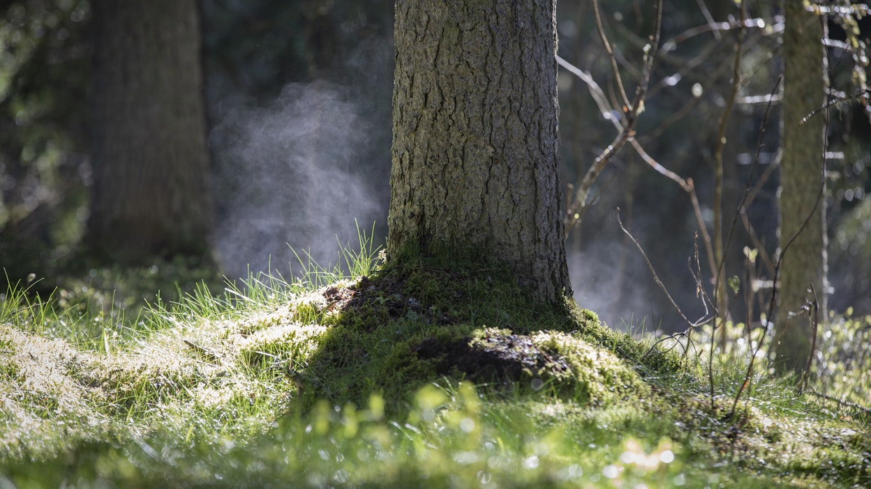 Hetken kestänyt viileys vaihtuu lämpimään kevääseen.