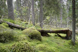 Lahopuun määrä Etelä-Suomen metsissä on kaksinkertaistunut.