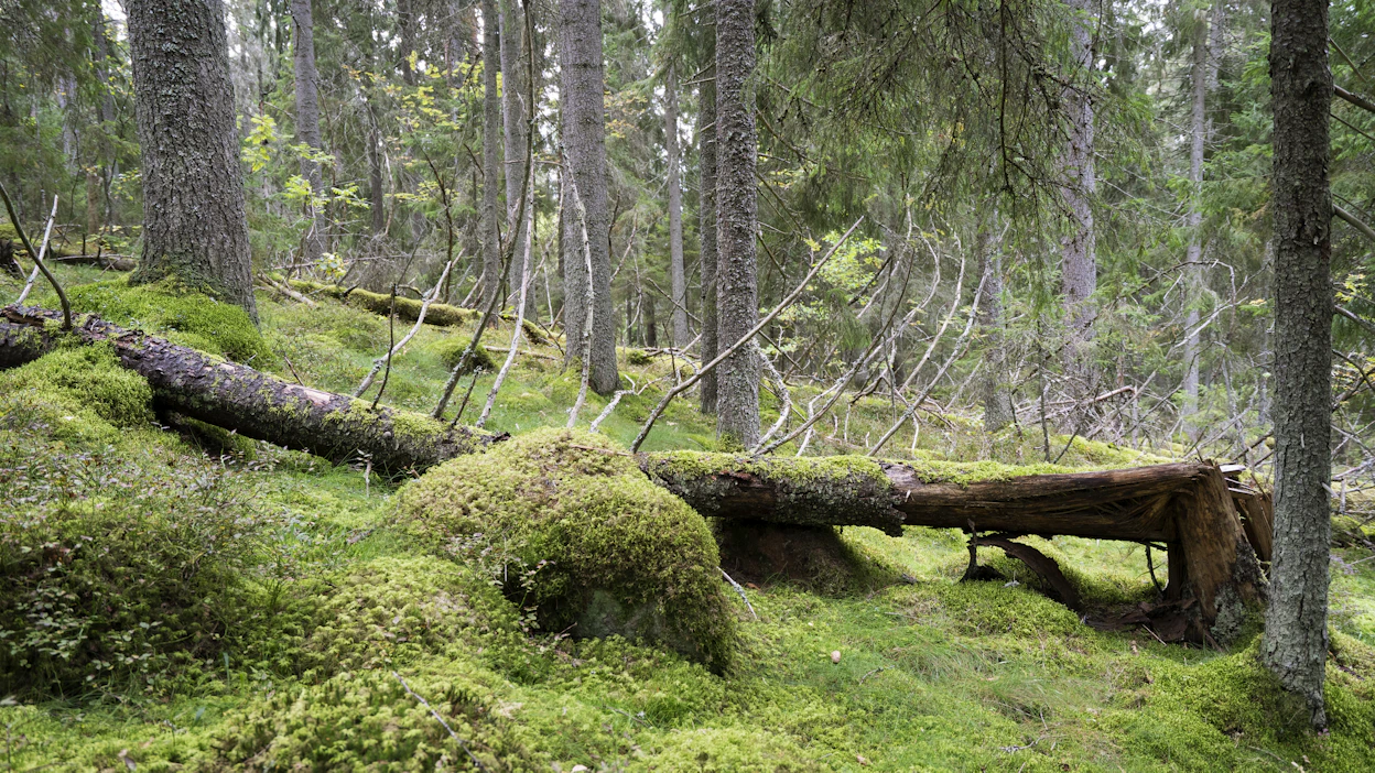 Vanhojen metsien kriteerit julkaistiin tiistaina. Hallitus haluaa suojella kriteerien mukaisia metsäalueita.