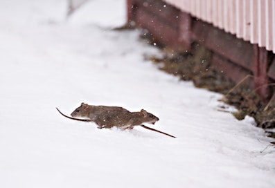 Kuvassa olevat rotat eivät liity Pielaveden tapaukseen.