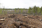Taimettuminen paranee, jos kylvösiemen peitetään kevyesti. Käsin­kylvössä peittäminen onnistuu helposti.
