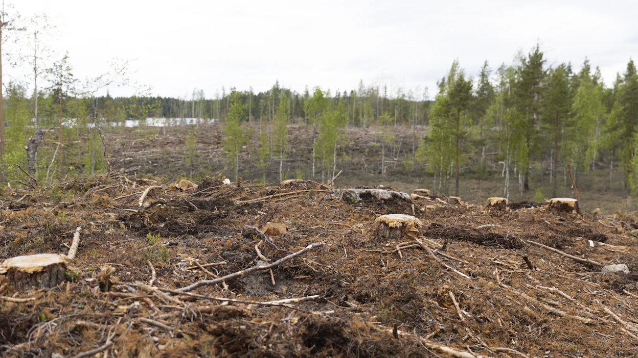 Taimettuminen paranee, jos kylvösiemen peitetään kevyesti. Käsinkylvössä peittäminen onnistuu helposti.