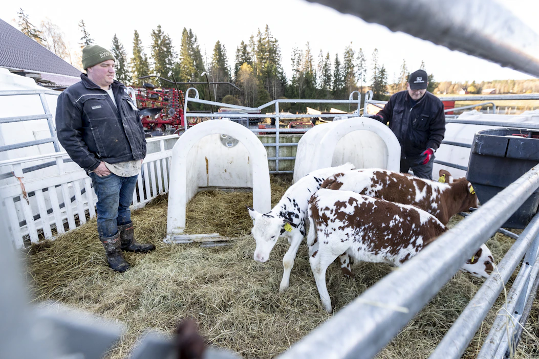 Välitykseen lähtevät vasikat on noudettu Mauri (vas.) ja Harri Penttilän maitotilalta Vesilahdelta syksyn aikana suunnitelmien mukaan.