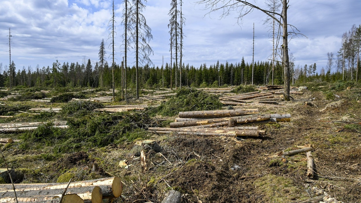 Maatalousmaan, metsätalouden ja muun maankäytön sisältävä maankäyttösektori on aiemmin ollut Suomessa merkittävä nettonielu, mutta ennakkotietojen mukaan sektori tuotti vuonna 2021 enemmän päästöjä kuin sitoi. Arkistokuva. LEHTIKUVA / Markku Ulander. 