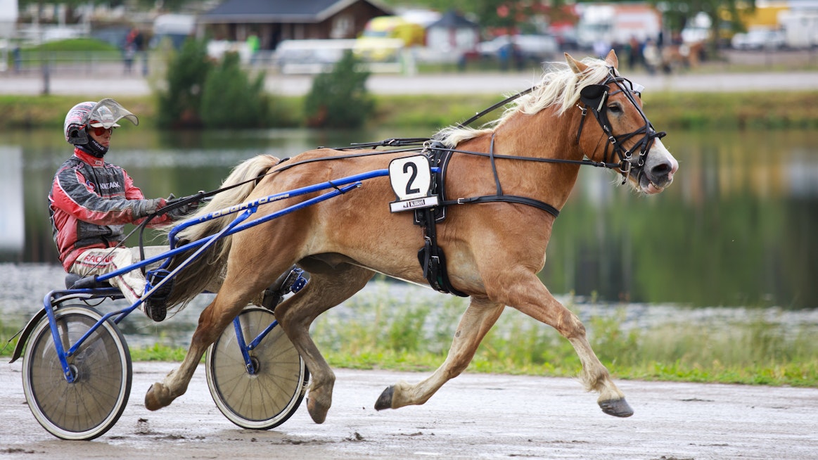 Sami Vehviläinen on ohjastanut valtaosan Larkon starteista. Kuvassa kaksikko valmistautuu hopeasijaan päättyneeseen starttiin Killerin derbypäivänä viime elokuussa.