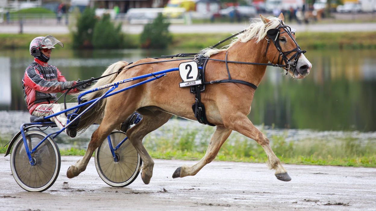 Sami Vehviläinen on ohjastanut valtaosan Larkon starteista. Kuvassa kaksikko valmistautuu hopeasijaan päättyneeseen starttiin Killerin derbypäivänä viime elokuussa.