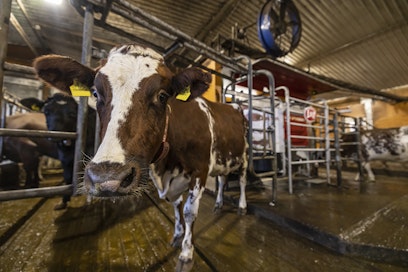 Suomessa Bovaerin käyttö on vapaaehtoista.