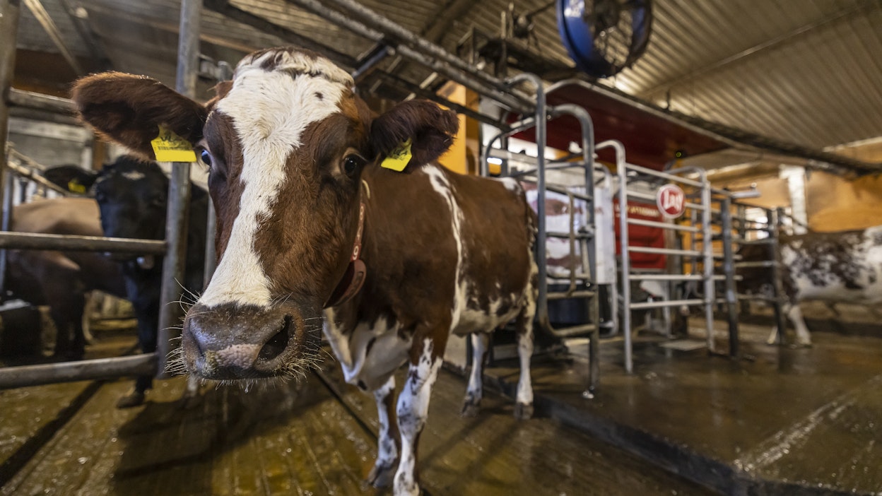 Suomessa Bovaerin käyttö on vapaaehtoista.