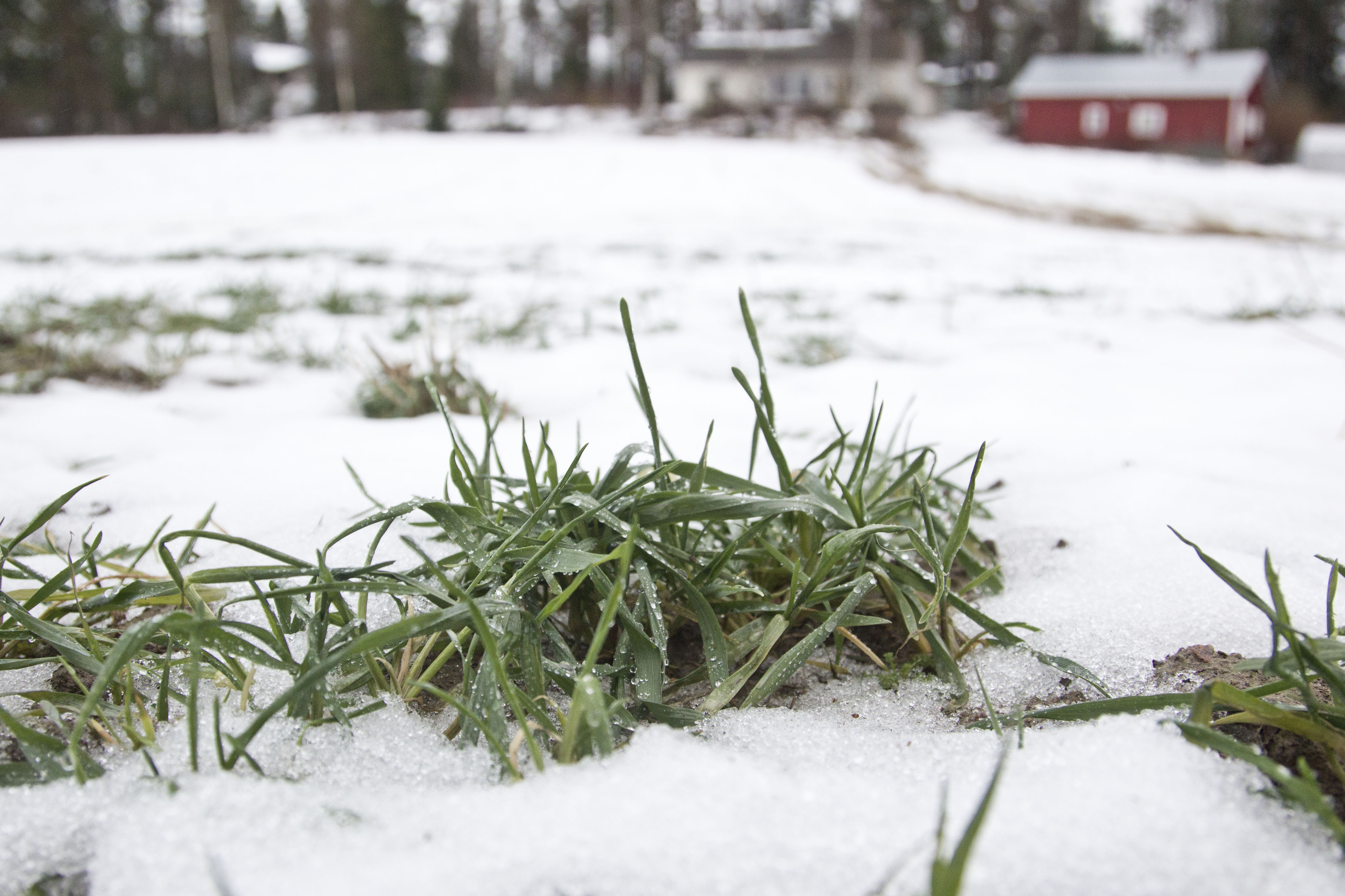 Lähes kaikkien maatilojen pitää tehdä syysilmoitus talviaikaisesta kasvipeitteisyydestä. 