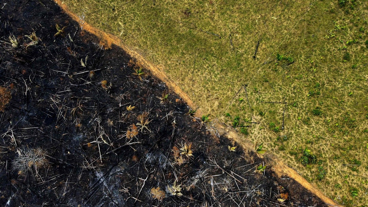 Brasiliassa Amazonin metsien hävittäminen vähentyi 31 prosenttia tammi-toukokuussa viime vuoden vastaavaan aikaan verrattuna. 