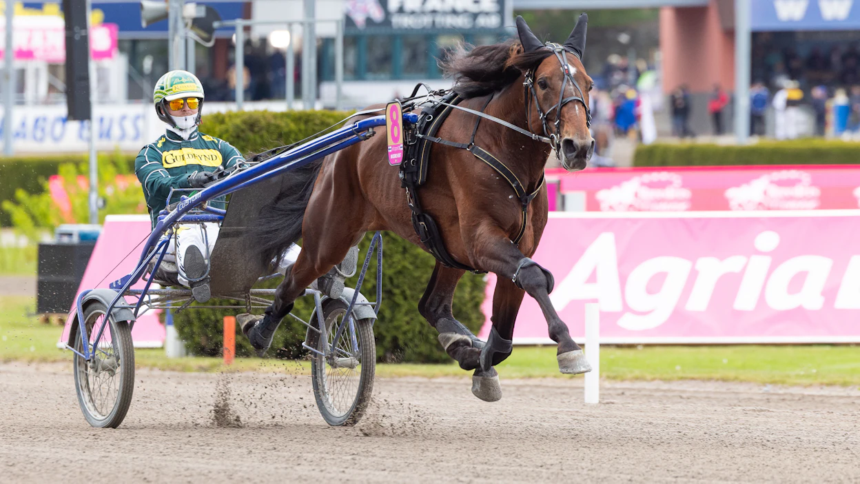 Hannu Torvisen ohjastama Massimo Hoist sijoittui viime vuoden Elitloppetissa kuudenneksi.