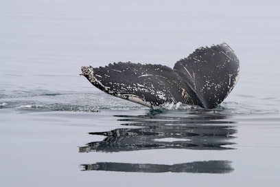 Saksan edustalle on ajautunut nuori ryhävalas. Kuvan valas ei liity tapaukseen.
