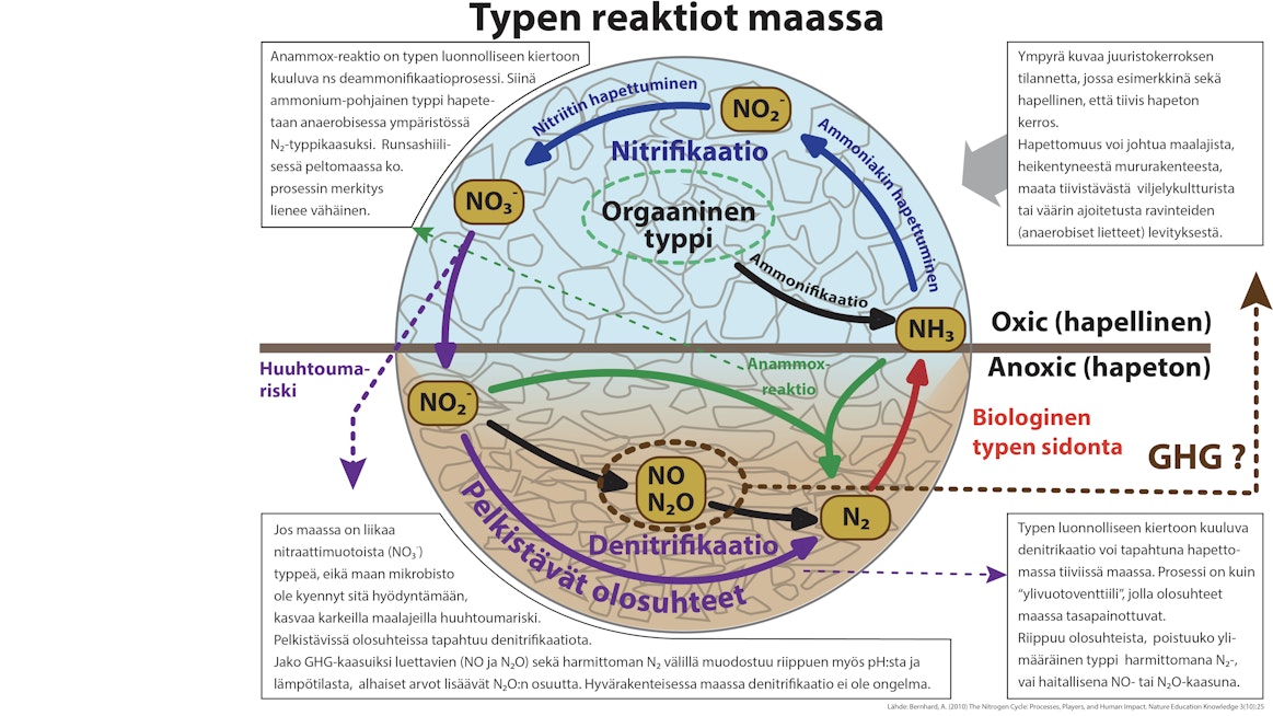 Typen reaktiot maassa. Kaavio kuvaa tilannetta maassa, eikä varsinaisesti erottele ihmisen antamia ravinnepanoksia tai maan omien reaktioiden johdosta tapahtuvia typen olomuodon muutoksia. Oleellista on oivaltaa, että maan rakenne – tiiviys tai ilmavuus – vaikuttaa suuresti typen olomuotoihin ja sitä kautta kasvien kykyyn hyödyntää typpeä. On myös huomioitava, että riski typen erilaisille hävikeille on aina olemassa. Hävikki voi olla kaasumaista tai valumina pohjavesiin tai ylipäätään vesistöihin päätyvää.Tärkeintä onkin muistaa, että hyvärakenteinen ja runsasmultainen peltomaa tolkun politiikalla hoidettuna on myös typen osalta hyvin ympäristöystävällinen!