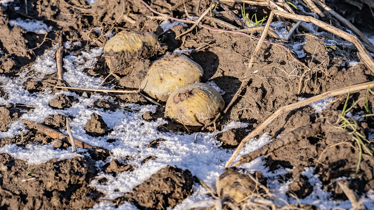Viime vuosi oli tärkkelysperunalle surkea. Märkyys esti nostot ja paljon satoa jäi peltoon.