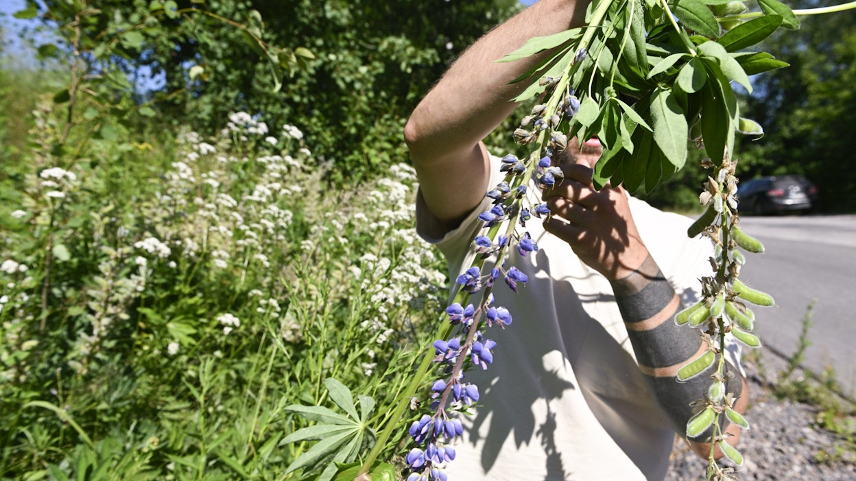 Palkitulla mobiilipelillä torjutaan vieraslajeja, muun muassa lupiinia.LEHTIKUVA / MIKKO STIG.