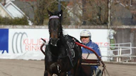 Veijo Heiskanen ja tallinsa tähti Kurri Jari Boko.