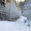 Metsänomistajan kannattaa muistaa myös hakea Metka-tukea vaikkapa metsätien kunnostukseen.