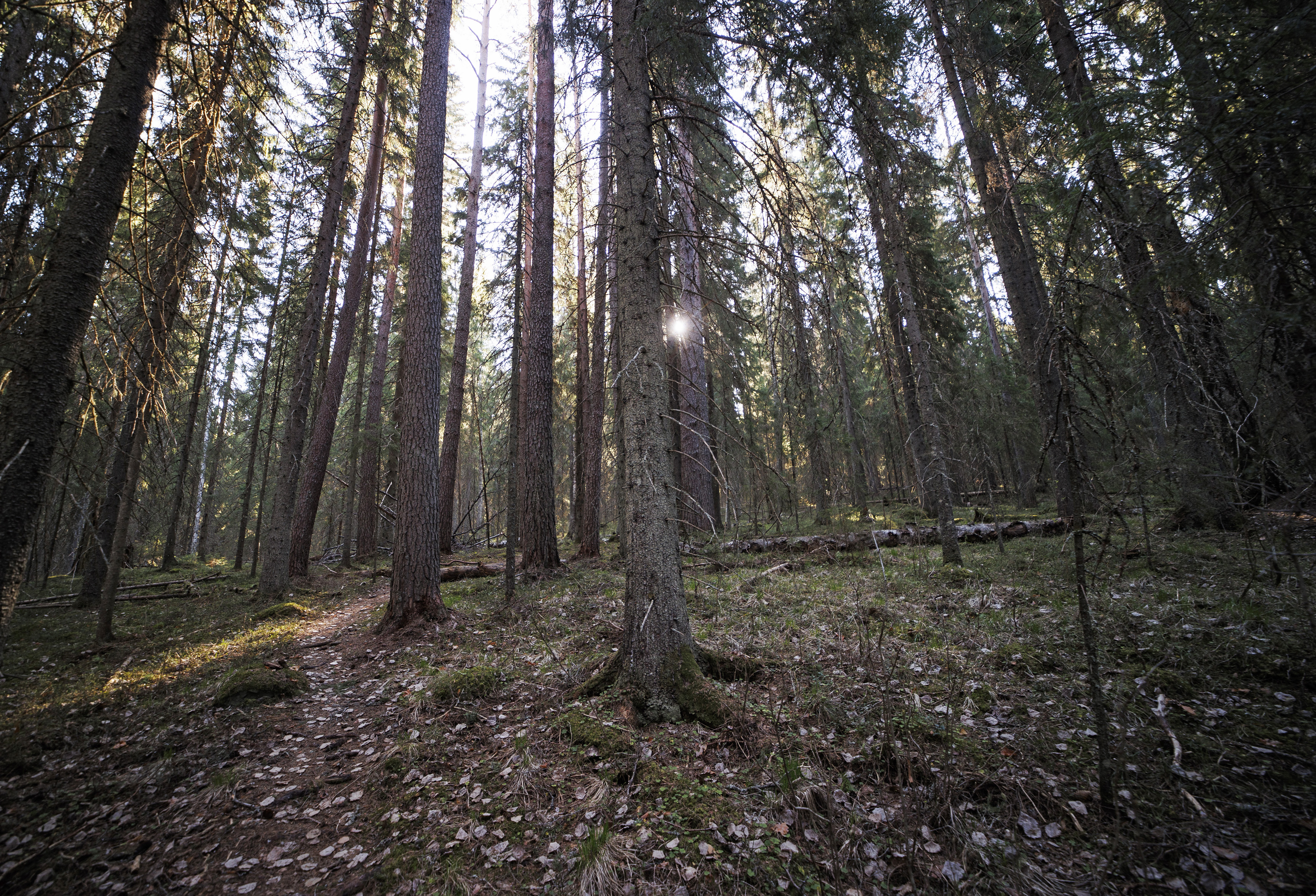 Vanha metsä. Kuvituskuva.