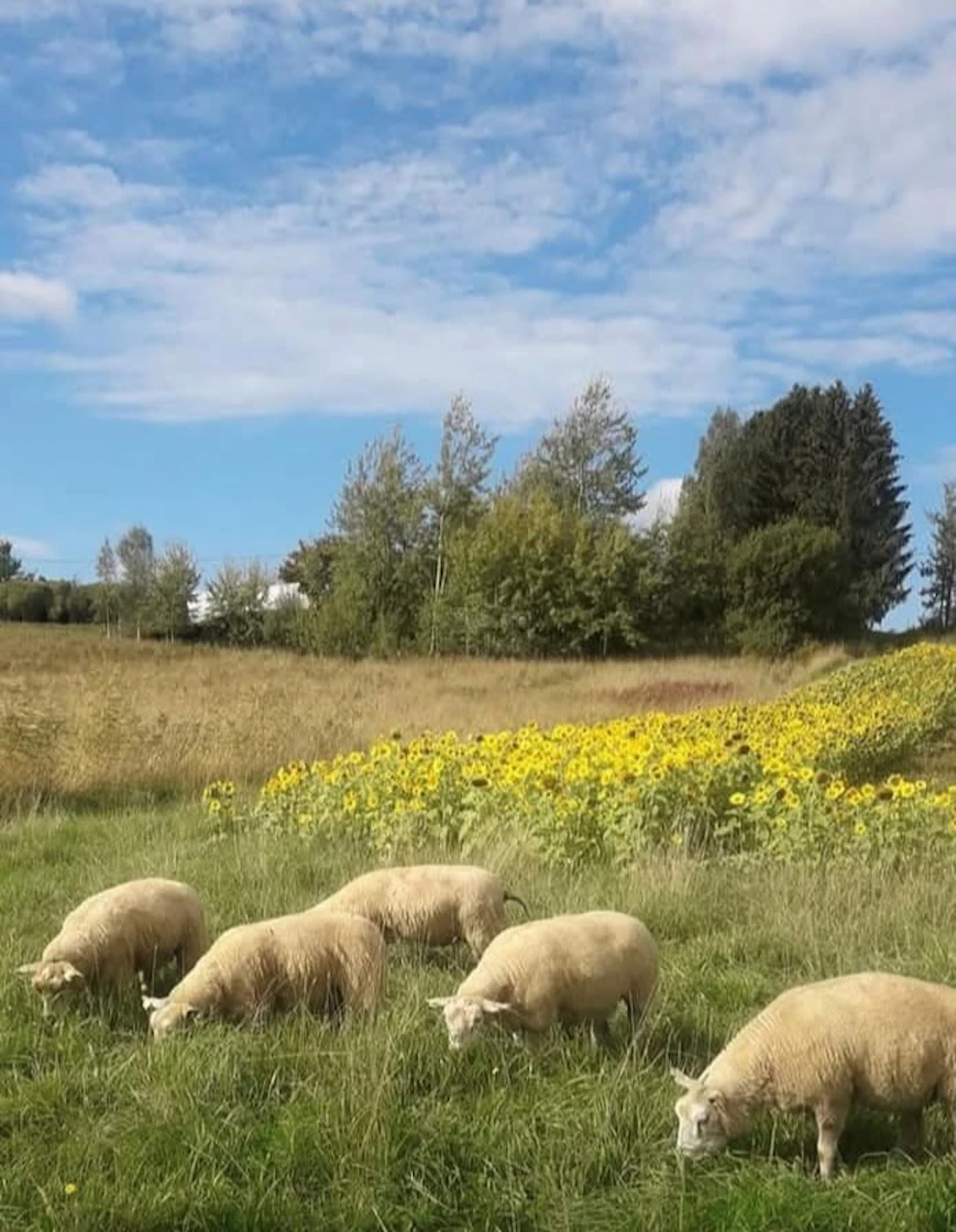Lampaat viettävät muutoin tilalla normaalia lampaan elämää.