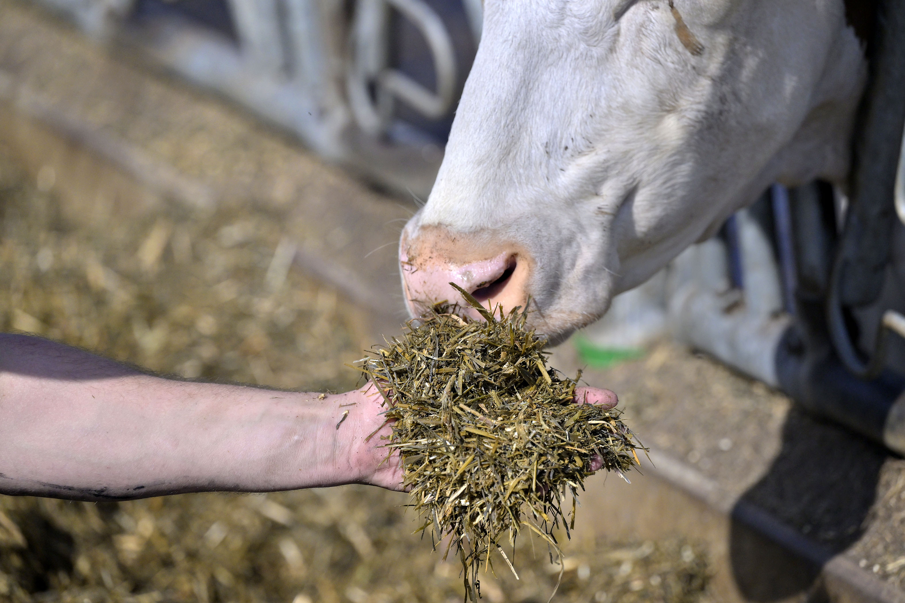Suomessa Bovaerin käyttö on vapaaehtoista.