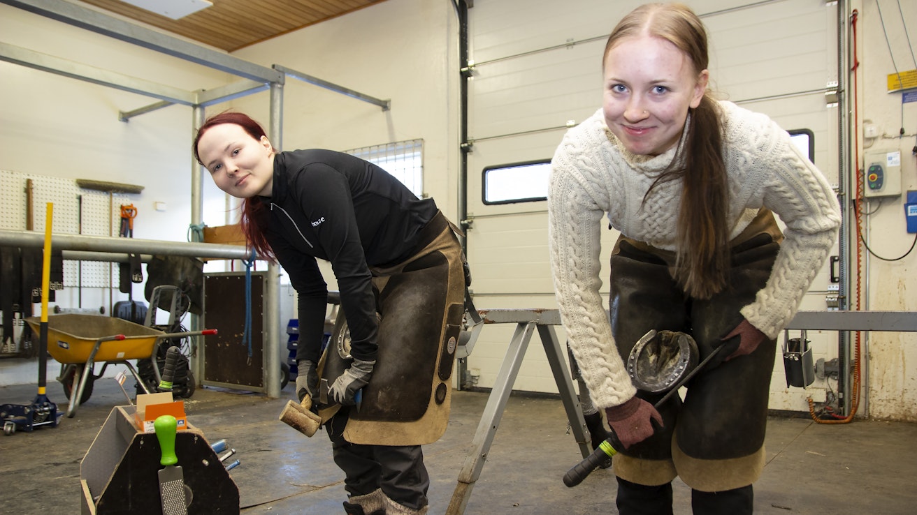 Ensimmäisen vuoden opiskelijat Vilma Kamunen ja Ronja Paalanen opettelevat kengitystä teuraskavioilla ennen tositoimiin siirtymistä.