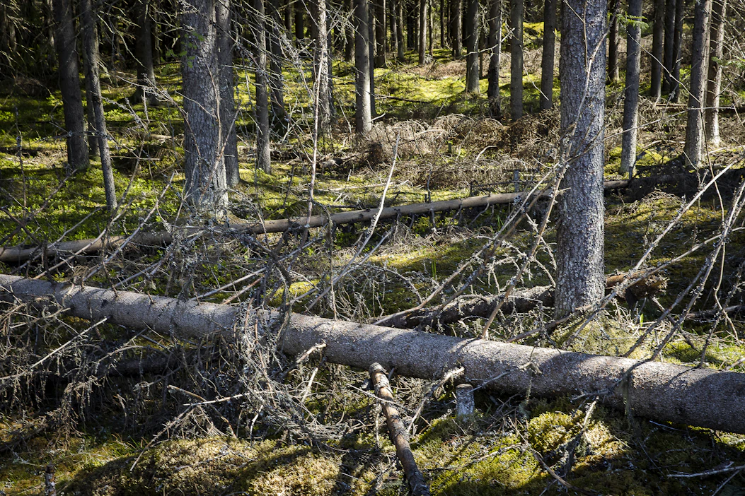 Metsämarssi-viikon tapahtumissa teemana on suomalaisen metsänkäytön monimuotoisuus ja yhteiskunnallinen merkitys.