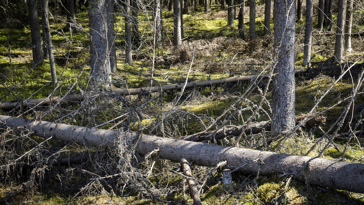 Tuulenkaadot on tärkeä poistaa metsästä ennen heinäkuuta kirjanpainajatuhojen ehkäisemiseksi.