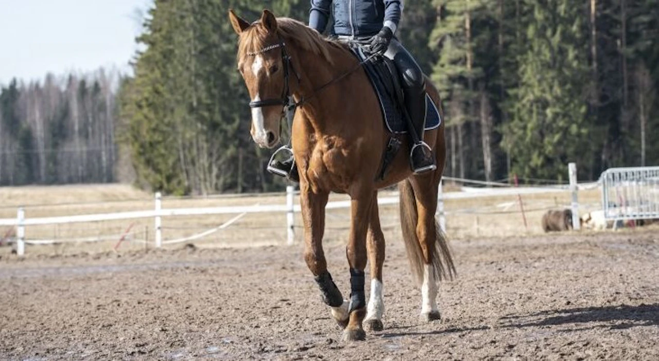 ”Väkisinratsastajia onkin varmaan huomattavasti enemmän kuin esimerkiksi väkisinpadelinpelaajia. Tunnen monta väkisinratsastajaa, ja olen itsekin ollut sellainen”, Veera Ahlgrén kirjoittaa.