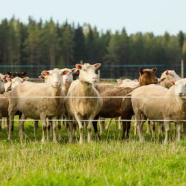 Suomen lammastilojen keskikoko oli vuoden 2021 lopulla noin 70 uuhta tilaa kohden. Arkistokuva. 