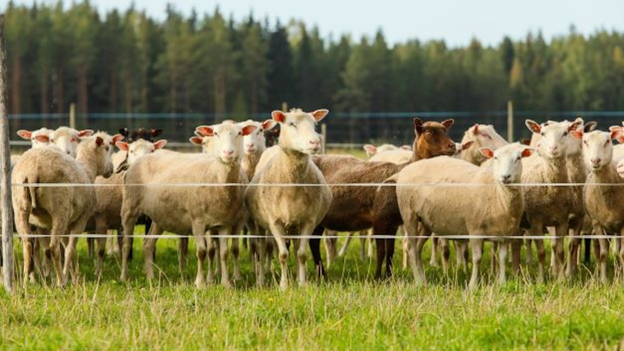Suomen lammastilojen keskikoko oli vuoden 2021 lopulla noin 70 uuhta tilaa kohden. Arkistokuva.