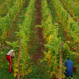 EU:n torjunta-aineasetus olisi käytännössä kuolinisku niille Saksan viinialueille, missä iso osa tuotannosta tapahtuu jyrkillä joen- ja mäenrinteillä.