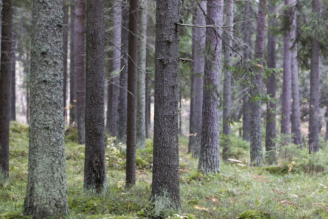 ”Puu kaatui, mutta ei sinne päin, mihin oli tarkoitus. Jouvuin sahaamaan tyvestä palan pois. Silloin päätin, että käyn illalla kyselemässä sahan myyjältä, että millä rahalla sen moottorisahan saisi ja koska”, kirjoittaa Raimo Vähä.