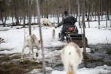 Talviruokinta alkoi Suomessa yleistyä jo 1970-luvun alussa. Poronhoidossa on aina koettu satunnaisesti katotalvia, joiden vaikutusta ruokinta on hillinnyt.