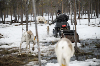 Talviruokinta alkoi Suomessa yleistyä jo 1970-luvun alussa. Poronhoidossa on aina koettu satunnaisesti katotalvia, joiden vaikutusta ruokinta on hillinnyt.