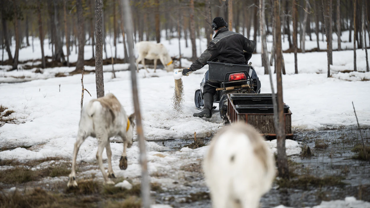 Talviruokinta alkoi Suomessa yleistyä jo 1970-luvun alussa. Poronhoidossa on aina koettu satunnaisesti katotalvia, joiden vaikutusta ruokinta on hillinnyt.