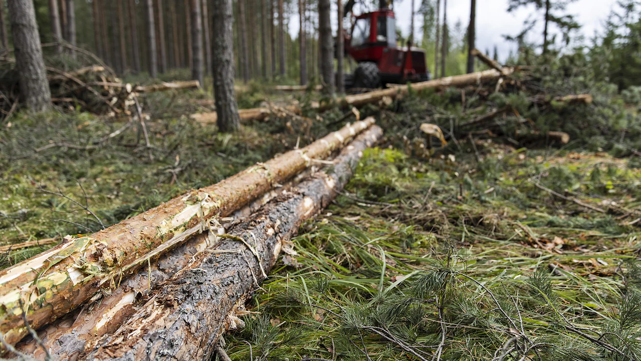Kuitupuun minimiläpimitan kasvattaminen erottaisi jalostukseen sopivan puun ja energiapuun nykyistä selvemmin toisistaan.