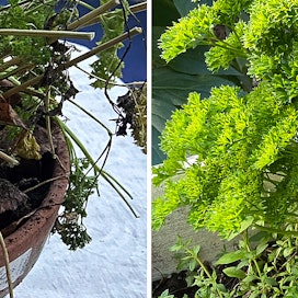 Oikealla ruukkupersilja parhaassa kasvussa kesällä. Vasemmalla samainen kasvi on viettänyt jo tovin aikaa ruukussa lämmittämättömällä terassilla.