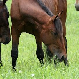 Heisimatotartuntaa kantava mikroskooppisen pieni punkki viihtyy kosteassa ruohossa ja hevonen saattaa saada tartunnan syödessään kasvin mukana punkin.