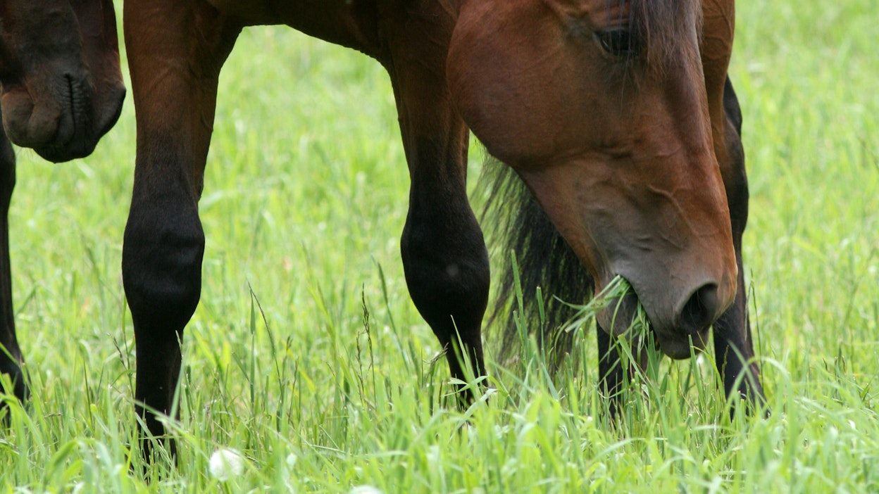 Heisimatotartuntaa kantava mikroskooppisen pieni punkki viihtyy kosteassa ruohossa ja hevonen saattaa saada tartunnan syödessään kasvin mukana punkin.