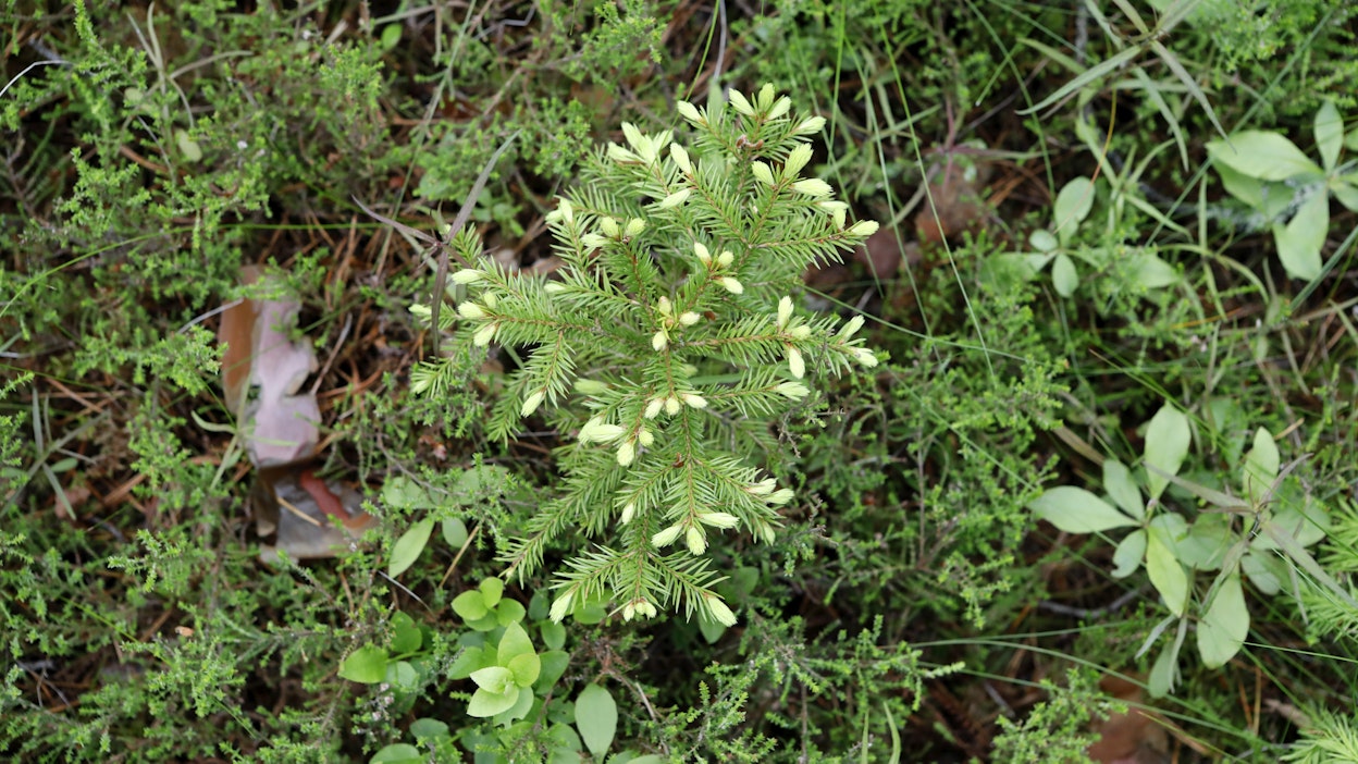 Kuusen taimia jatkuvan kasvatuksen metsässä. Kuvituskuva.
