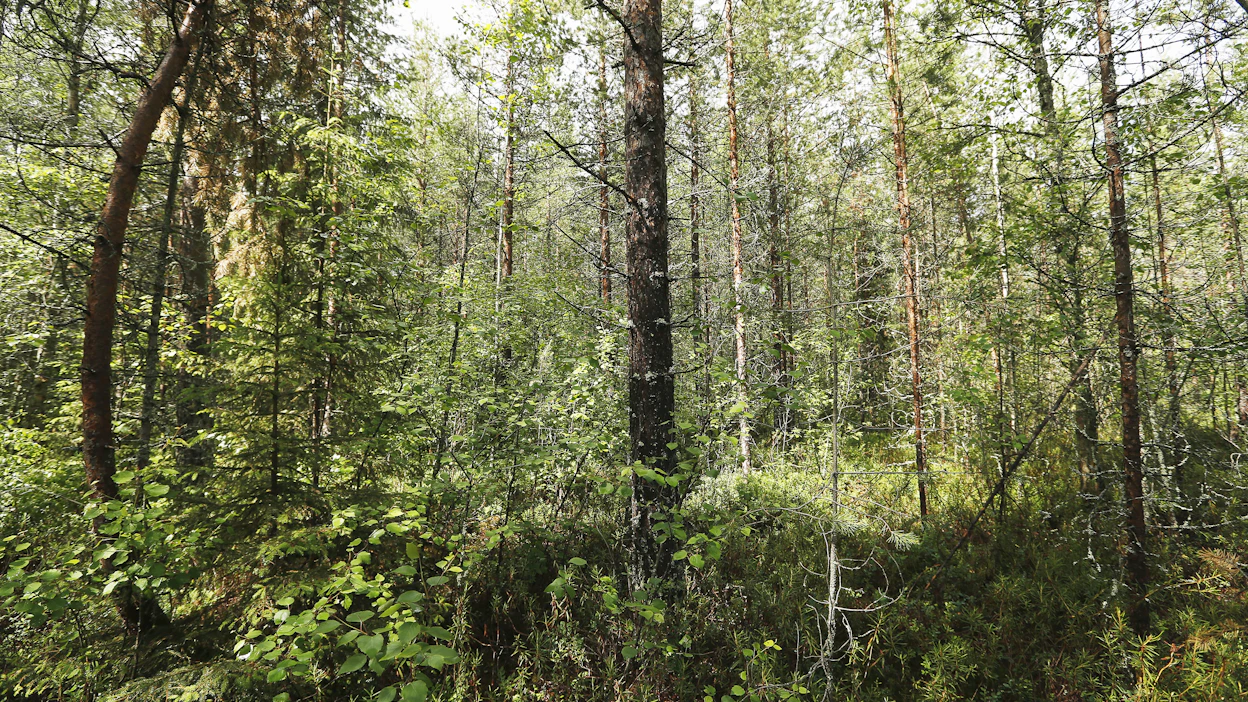 EU:n jäsenmaiden tulee arvioida luontodirektiivin elinympäristöjä ja ennallistaa heikentyneiksi todetut.